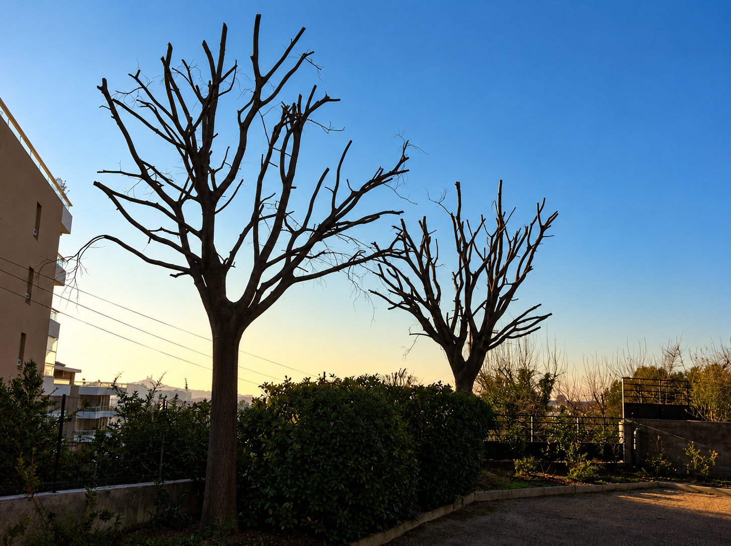 Deux arbres élagués en silhouette devant un ciel bleu au crépuscule