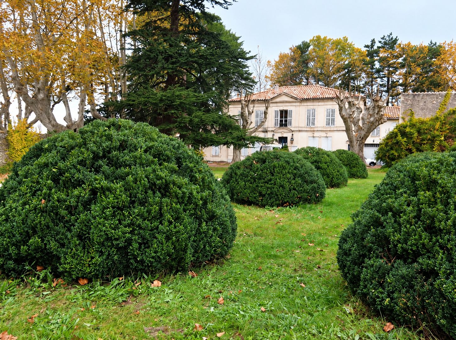 Buis taillés en boules devant une grande maison de campagne