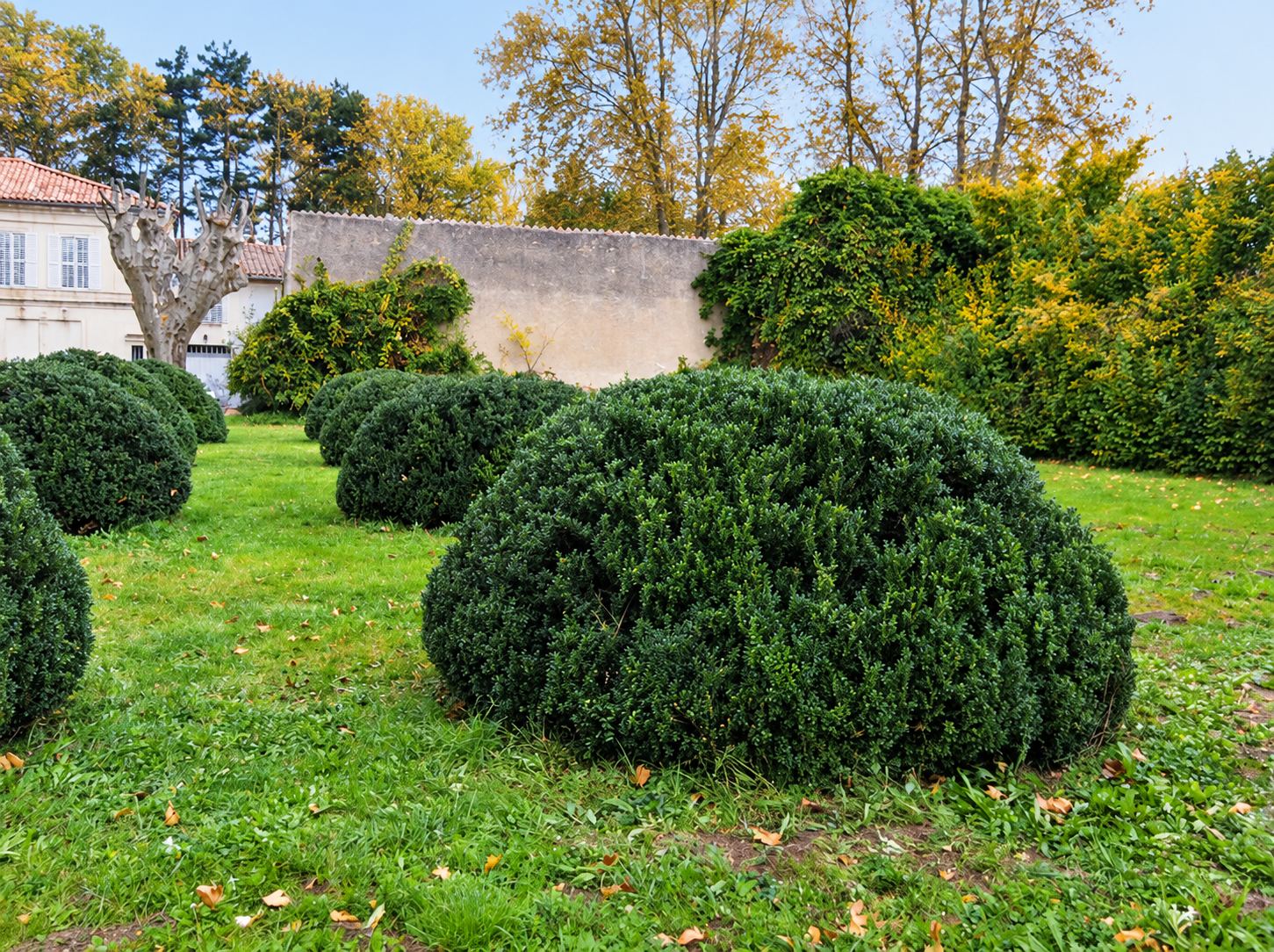 Buis taillés en boules dans un jardin en automne