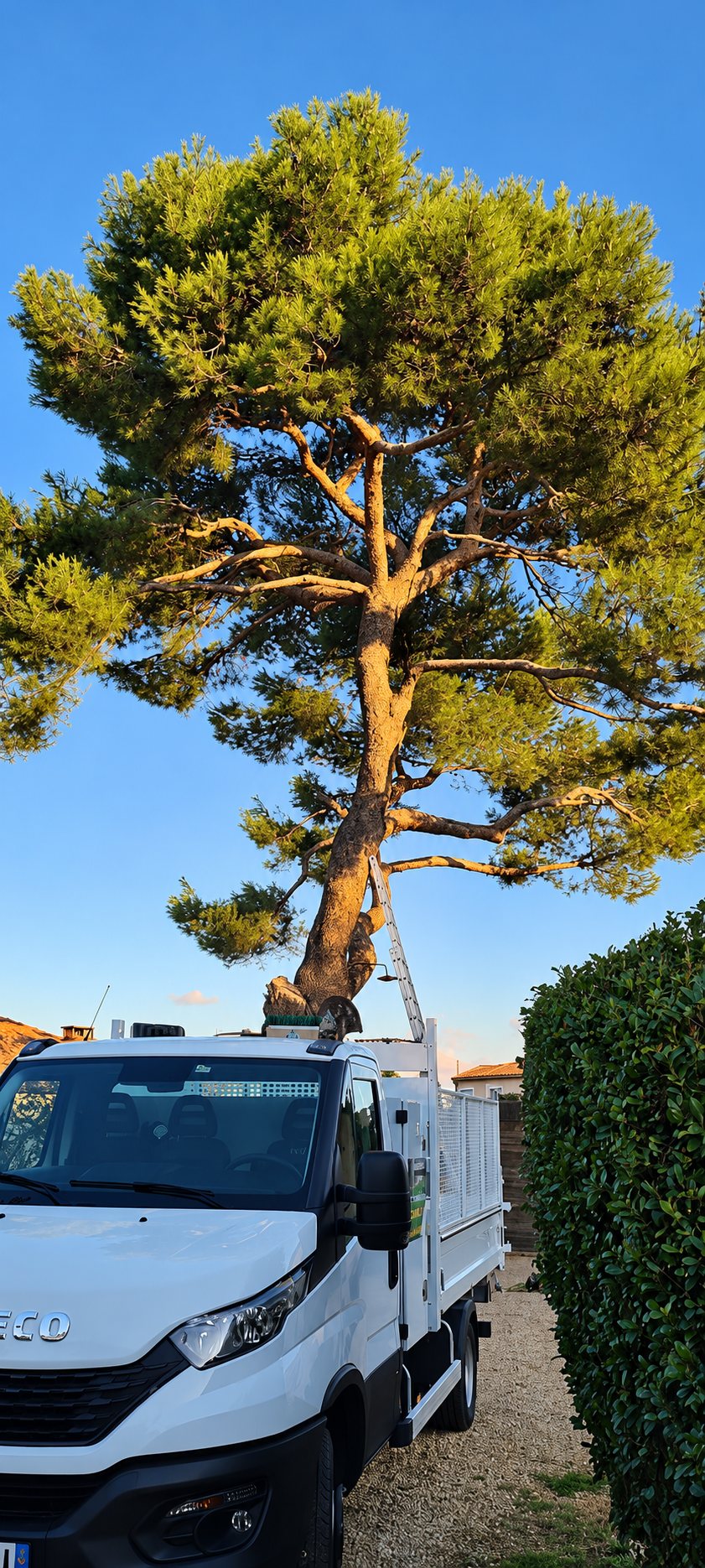 Camion benne Iveco blanc devant un grand pin parasol au coucher du soleil