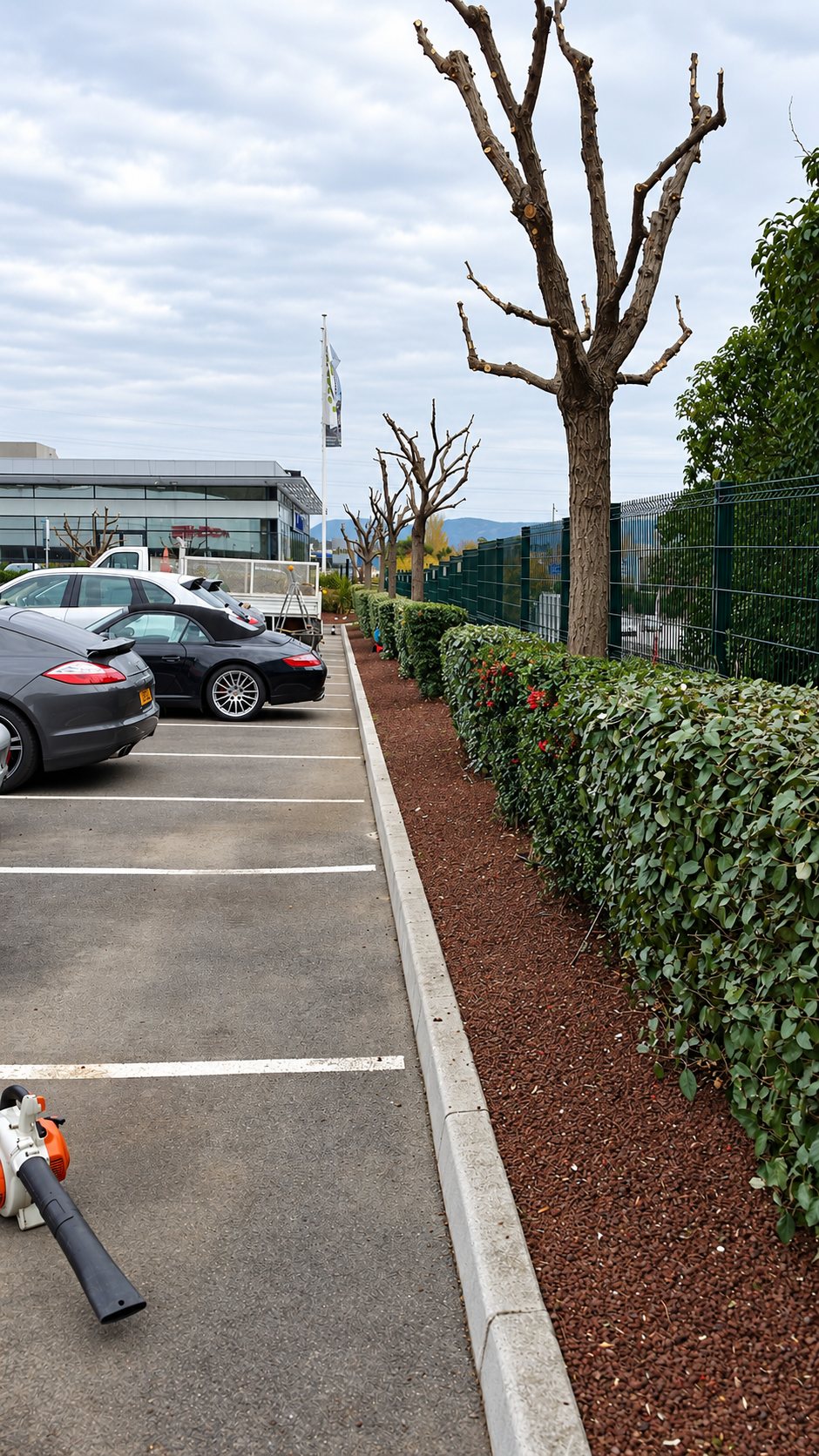 Haie taillée et arbres élagués le long d'un parking