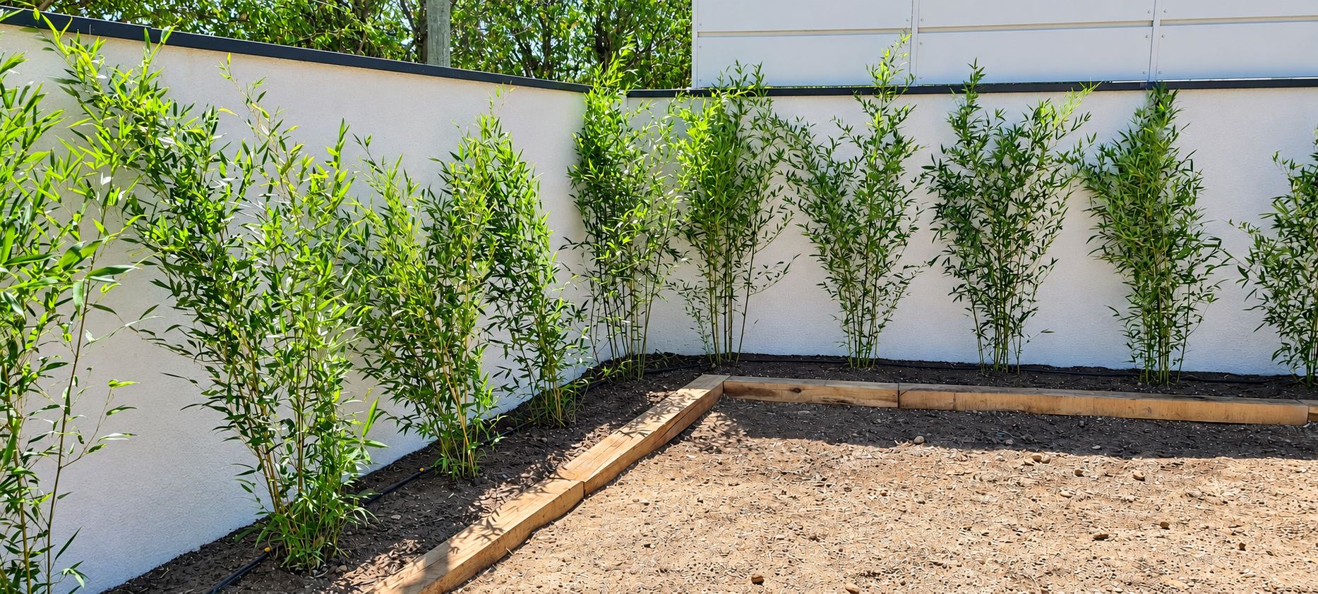 Rangée de jeunes bambous plantés le long d'un mur blanc