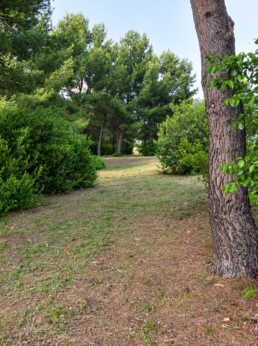 Sentier herbeux fraîchement débroussaillé entre pins et buissons dans un jardin