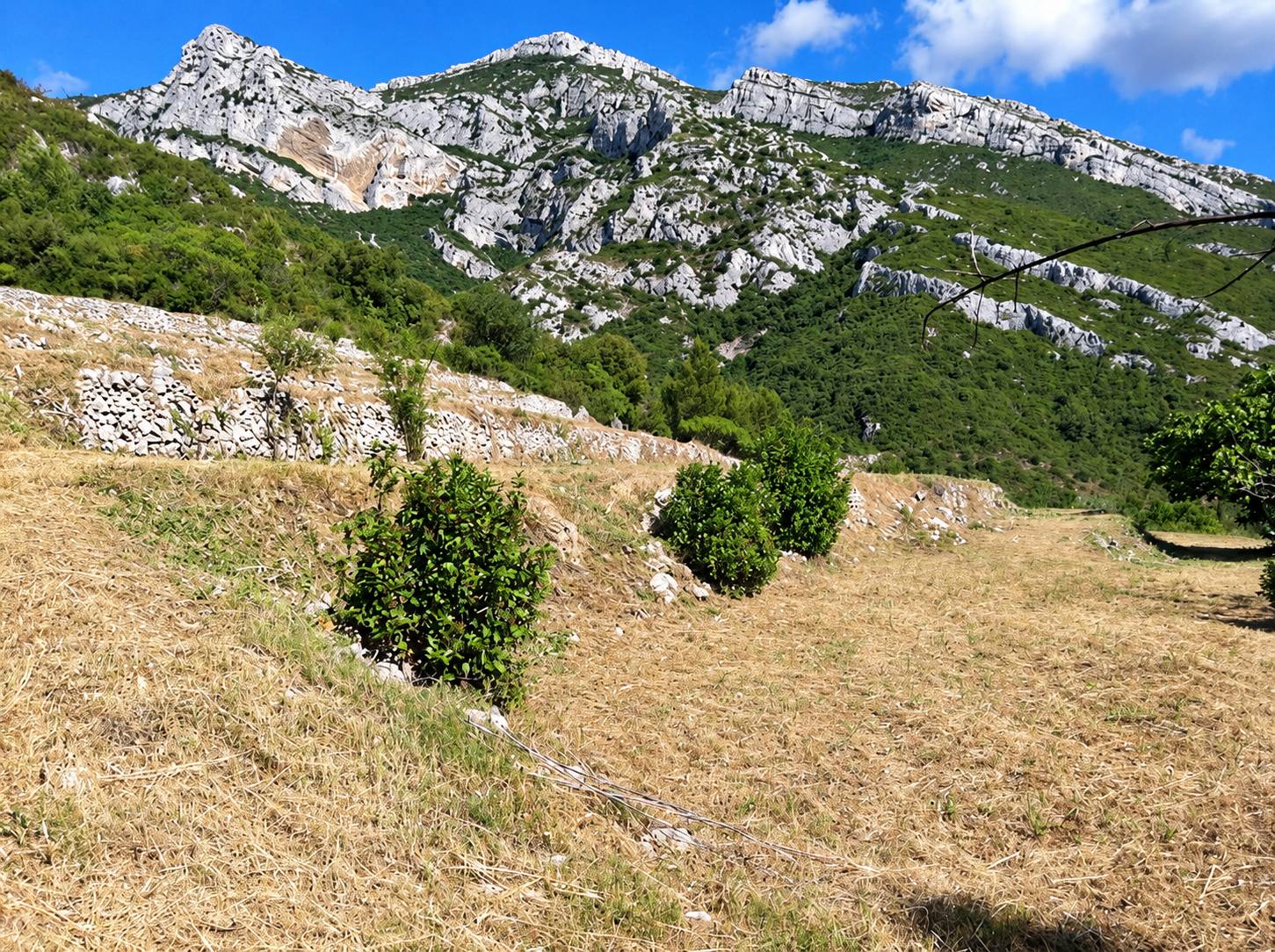 Terrain en terrasses fauché au pied d'une montagne calcaire